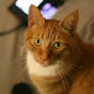 Meet your Posher, Robin